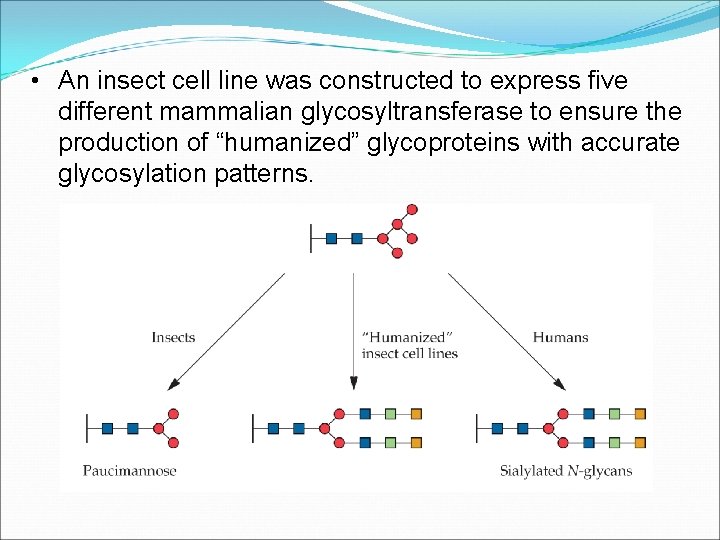  • An insect cell line was constructed to express five different mammalian glycosyltransferase