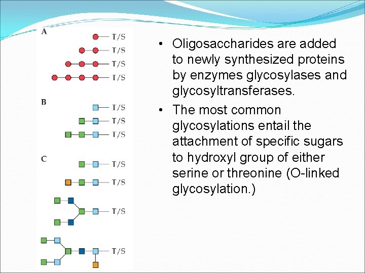 • Oligosaccharides are added to newly synthesized proteins by enzymes glycosylases and glycosyltransferases. • Oligosaccharides are added to newly synthesized proteins by enzymes glycosylases and glycosyltransferases.