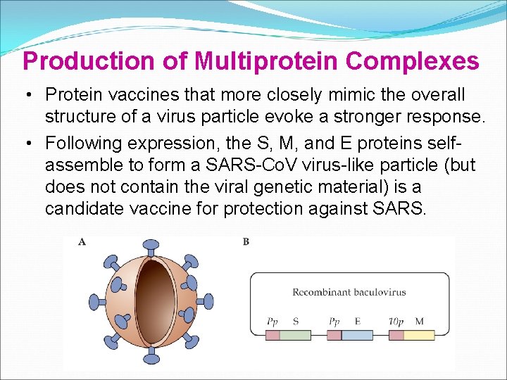 Production of Multiprotein Complexes • Protein vaccines that more closely mimic the overall structure Production of Multiprotein Complexes • Protein vaccines that more closely mimic the overall structure