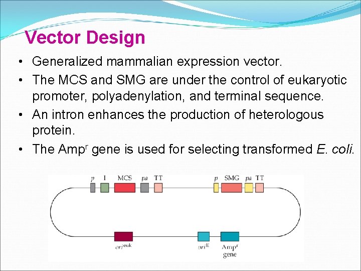 Vector Design • Generalized mammalian expression vector. • The MCS and SMG are under
