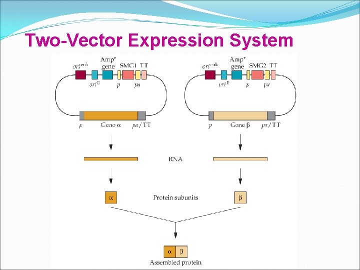Two-Vector Expression System Two-Vector Expression System