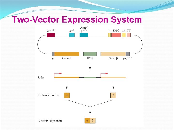 Two-Vector Expression System 