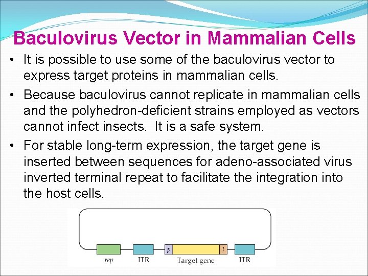 Baculovirus Vector in Mammalian Cells • It is possible to use some of the