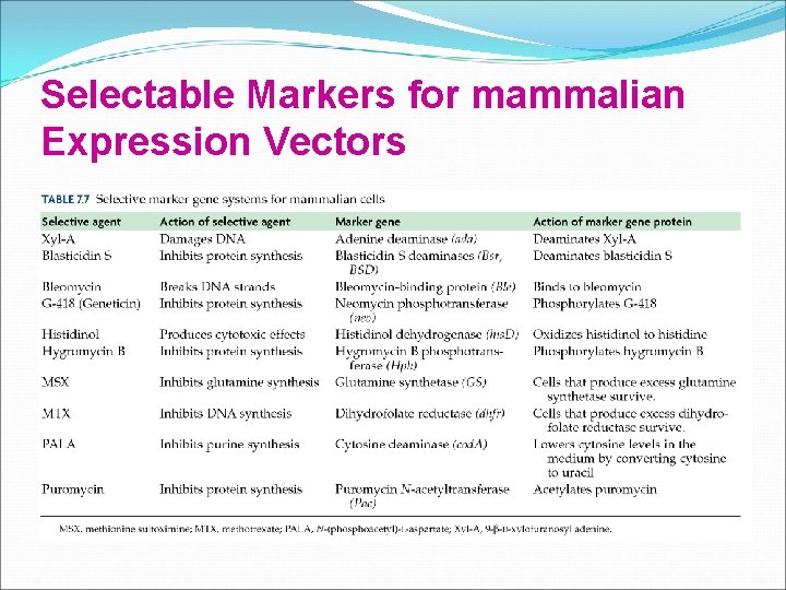 Selectable Markers for mammalian Expression Vectors Selectable Markers for mammalian Expression Vectors