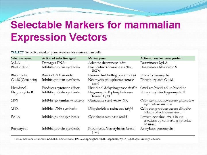 Selectable Markers for mammalian Expression Vectors 