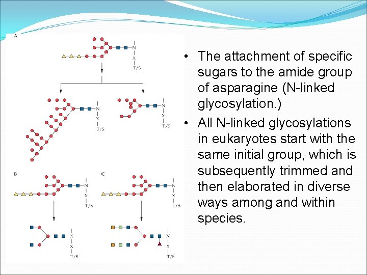  • The attachment of specific sugars to the amide group of asparagine (N-linked