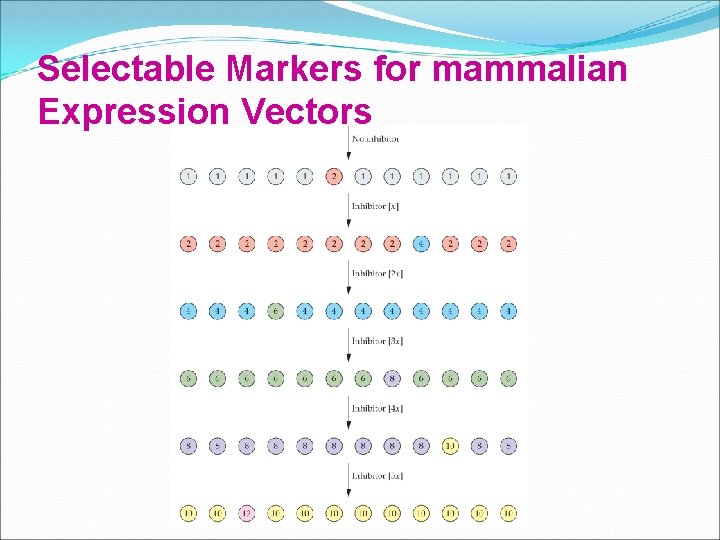 Selectable Markers for mammalian Expression Vectors 