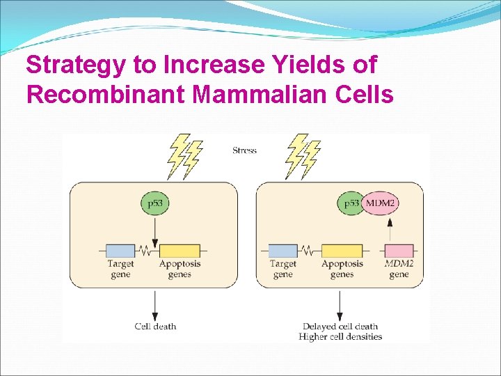 Strategy to Increase Yields of Recombinant Mammalian Cells Strategy to Increase Yields of Recombinant Mammalian Cells