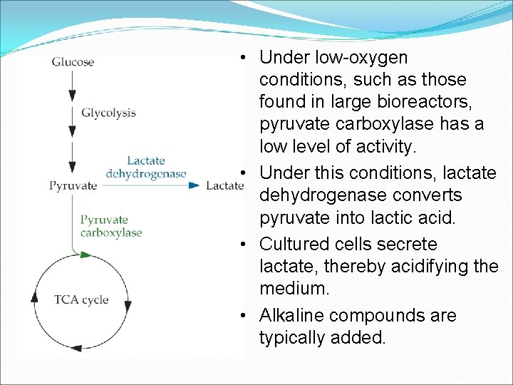  • Under low-oxygen conditions, such as those found in large bioreactors, pyruvate carboxylase