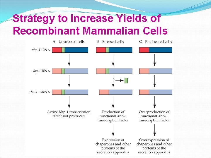 Strategy to Increase Yields of Recombinant Mammalian Cells 