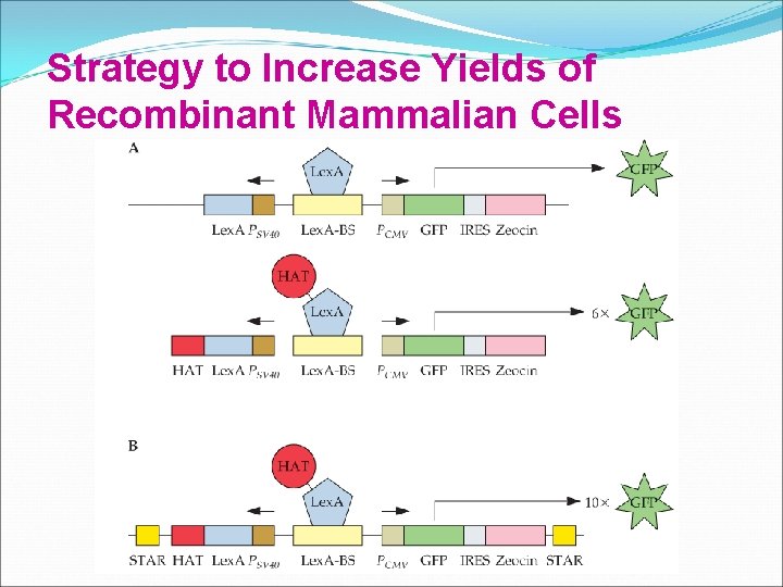 Strategy to Increase Yields of Recombinant Mammalian Cells 