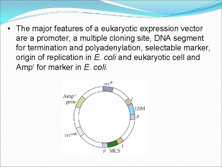  • The major features of a eukaryotic expression vector are a promoter, a