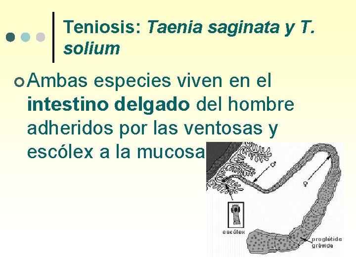 Teniosis: Taenia saginata y T. solium ¢ Ambas especies viven en el intestino delgado