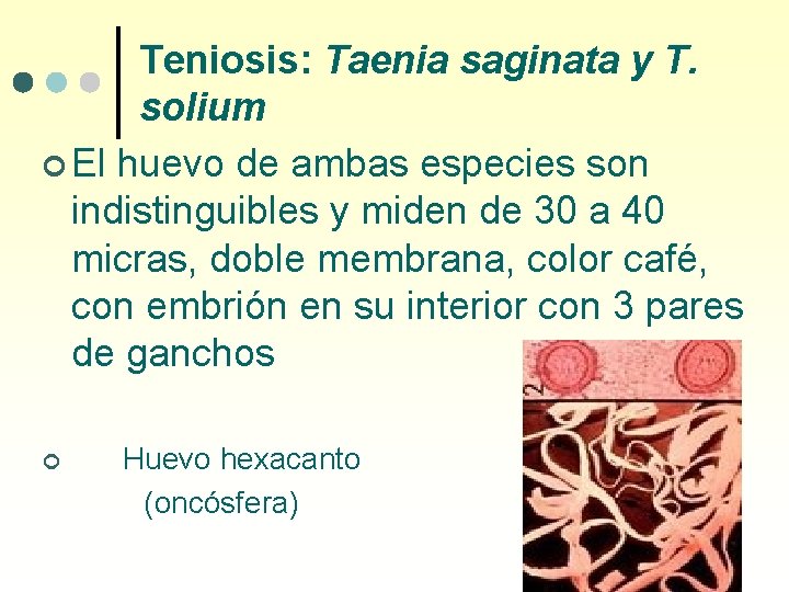 Teniosis: Taenia saginata y T. solium ¢ El huevo de ambas especies son indistinguibles