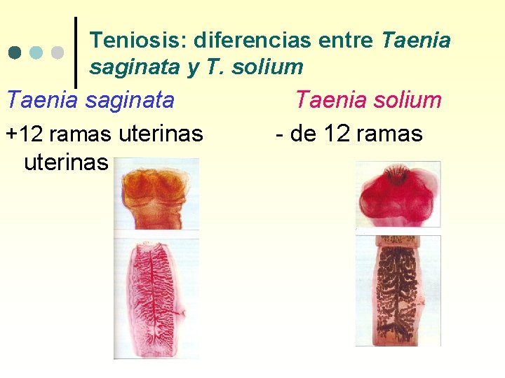 Teniosis: diferencias entre Taenia saginata y T. solium Taenia saginata +12 ramas uterinas Taenia