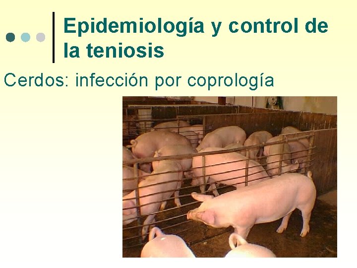 Epidemiología y control de la teniosis Cerdos: infección por coprología 