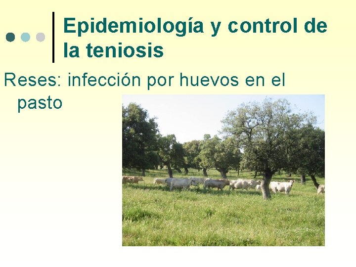 Epidemiología y control de la teniosis Reses: infección por huevos en el pasto 
