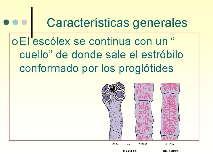 Características generales ¢ El escólex se continua con un “ cuello” de donde sale