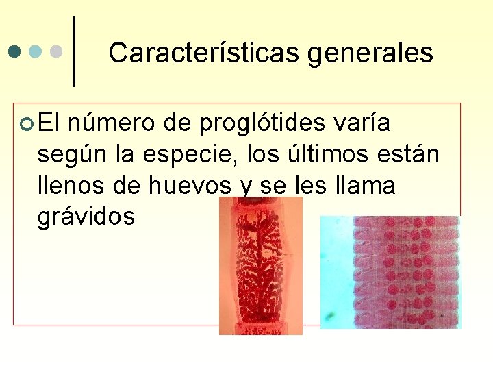 Características generales ¢ El número de proglótides varía según la especie, los últimos están