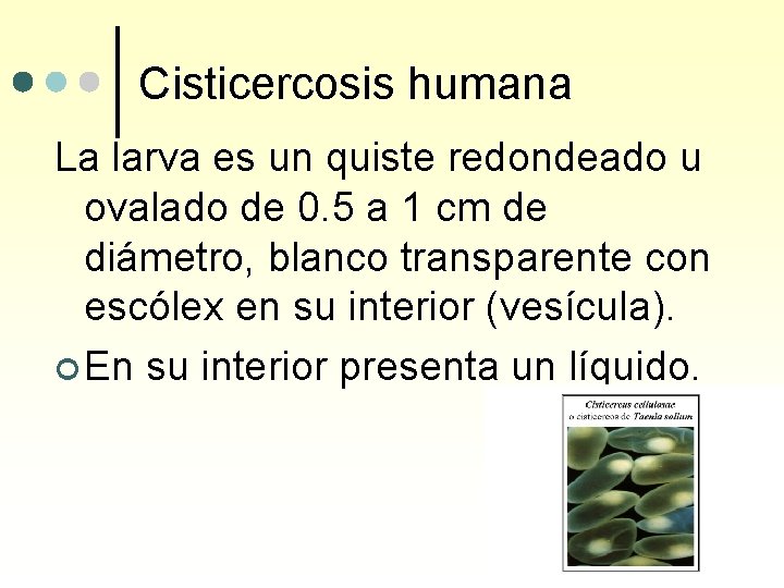 Cisticercosis humana La larva es un quiste redondeado u ovalado de 0. 5 a