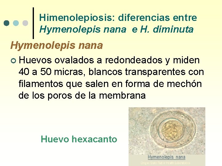 Himenolepiosis: diferencias entre Hymenolepis nana e H. diminuta Hymenolepis nana ¢ Huevos ovalados a