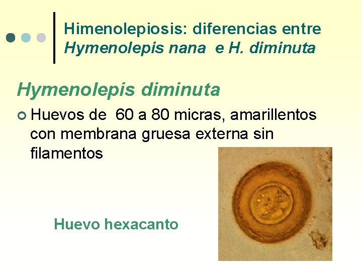 Himenolepiosis: diferencias entre Hymenolepis nana e H. diminuta Hymenolepis diminuta ¢ Huevos de 60