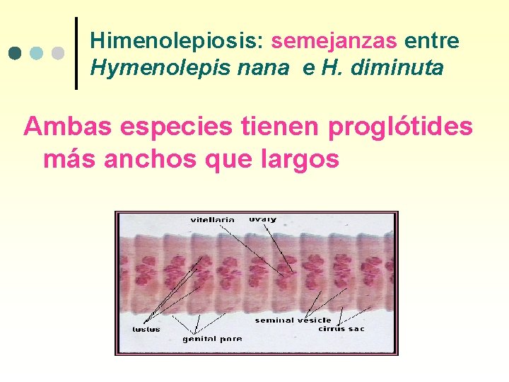 Himenolepiosis: semejanzas entre Hymenolepis nana e H. diminuta Ambas especies tienen proglótides más anchos