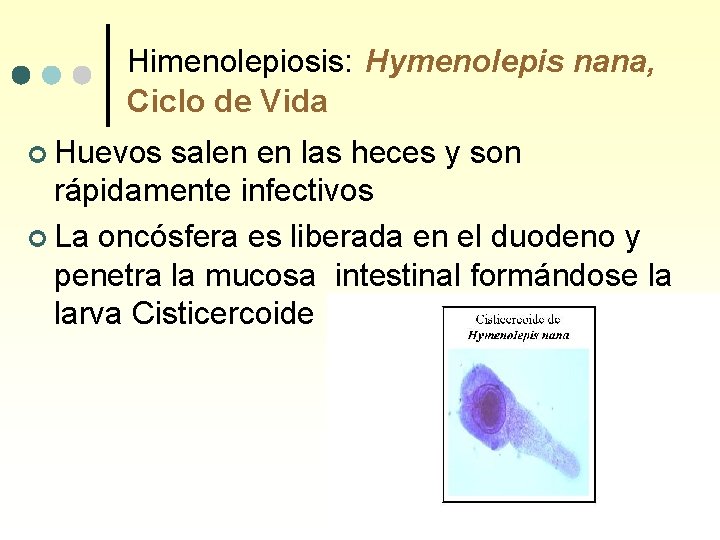 Himenolepiosis: Hymenolepis nana, Ciclo de Vida ¢ Huevos salen en las heces y son