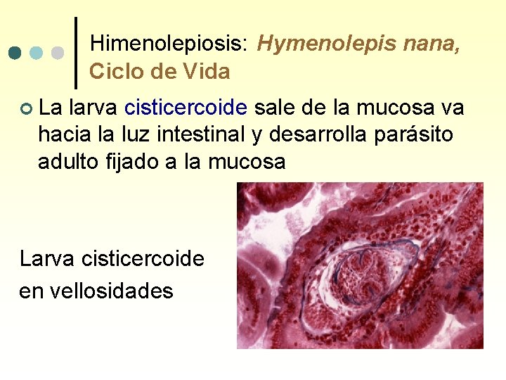 Himenolepiosis: Hymenolepis nana, Ciclo de Vida ¢ La larva cisticercoide sale de la mucosa