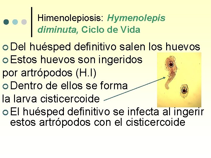 Himenolepiosis: Hymenolepis diminuta, Ciclo de Vida ¢ Del huésped definitivo salen los huevos ¢