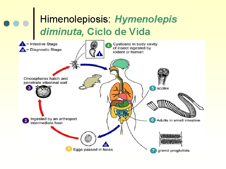 Himenolepiosis: Hymenolepis diminuta, Ciclo de Vida 