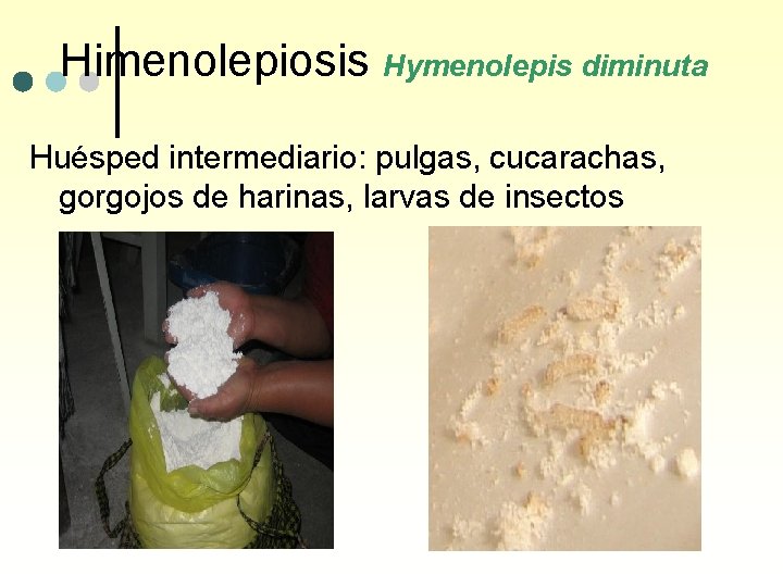 Himenolepiosis Hymenolepis diminuta Huésped intermediario: pulgas, cucarachas, gorgojos de harinas, larvas de insectos 