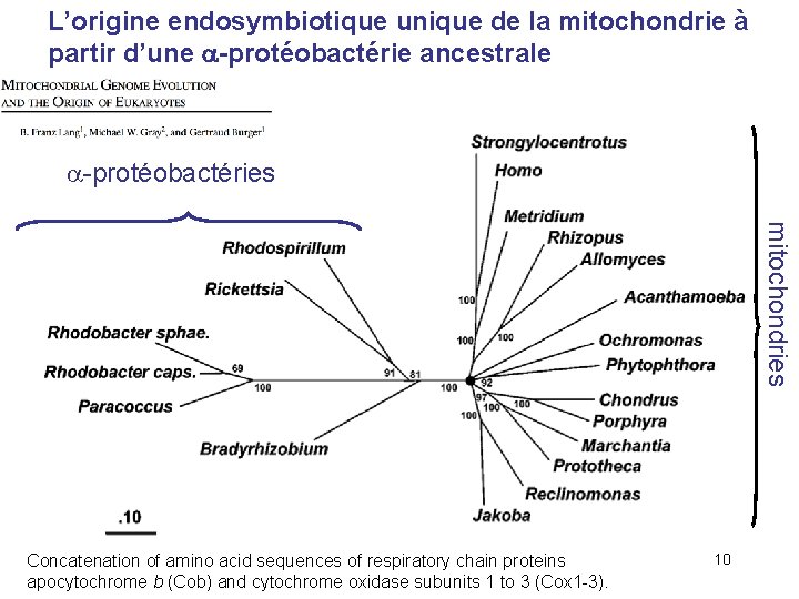 L’origine endosymbiotique unique de la mitochondrie à partir d’une -protéobactérie ancestrale -protéobactéries mitochondries Concatenation