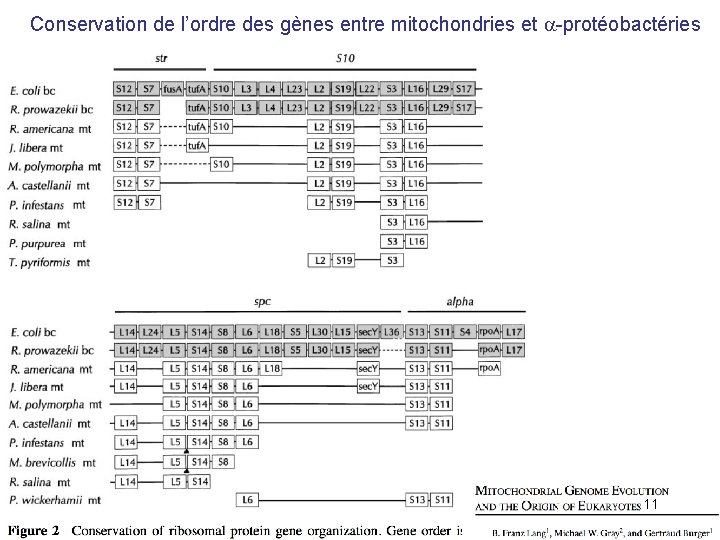 Conservation de l’ordre des gènes entre mitochondries et -protéobactéries 11 