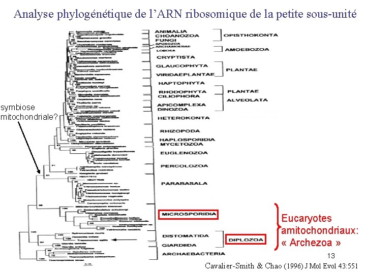 Analyse phylogénétique de l’ARN ribosomique de la petite sous-unité symbiose mitochondriale? Eucaryotes amitochondriaux: «