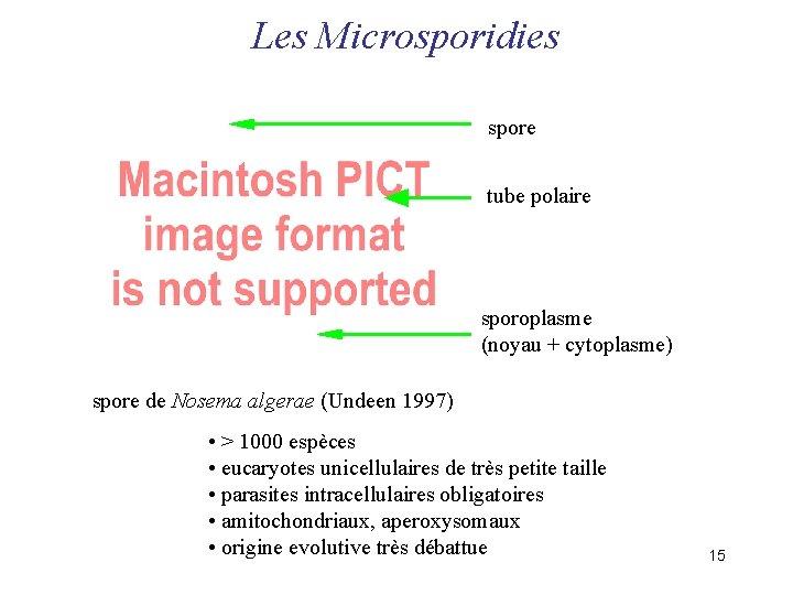 Les Microsporidies spore tube polaire sporoplasme (noyau + cytoplasme) spore de Nosema algerae (Undeen