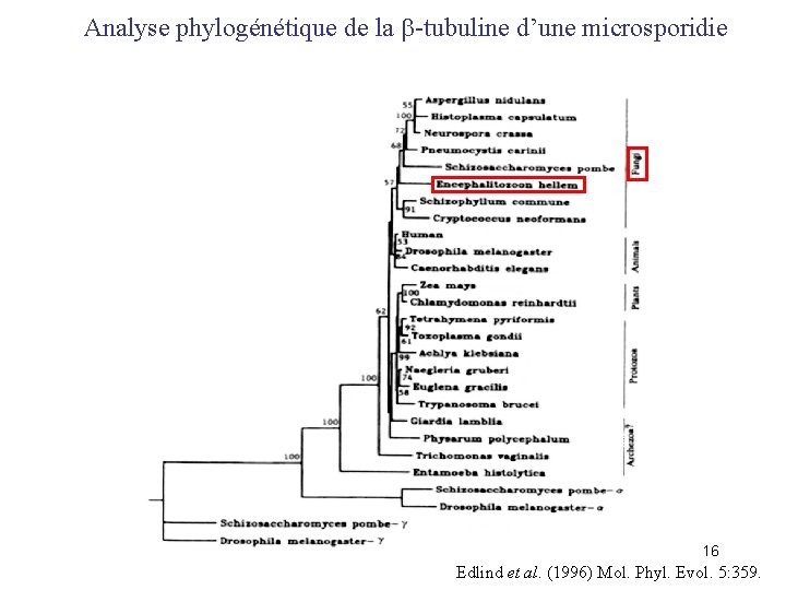 Analyse phylogénétique de la b-tubuline d’une microsporidie 16 Edlind et al. (1996) Mol. Phyl.