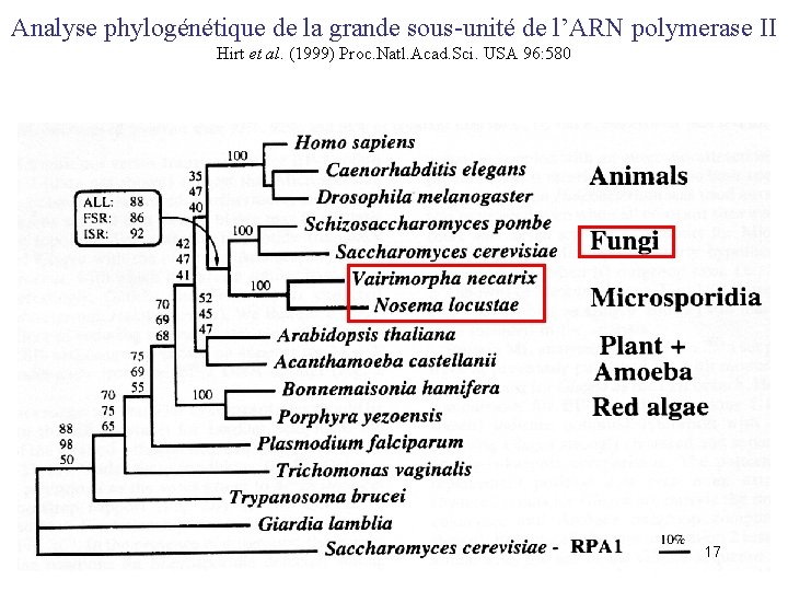 Analyse phylogénétique de la grande sous-unité de l’ARN polymerase II Hirt et al. (1999)