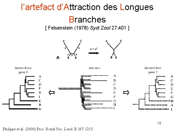 l’artefact d’Attraction des Longues Branches [ Felsenstein (1978) Syst Zool 27: 401 ] 19
