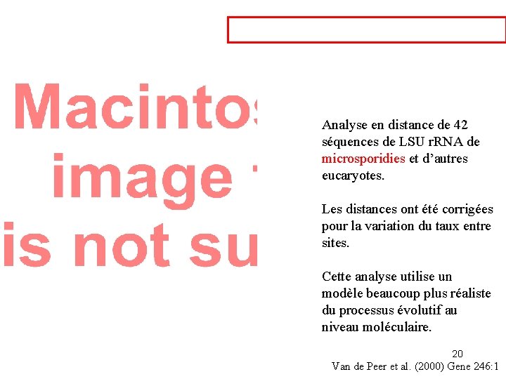 Analyse en distance de 42 séquences de LSU r. RNA de microsporidies et d’autres