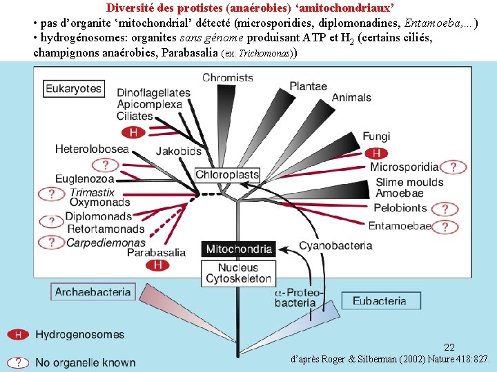 Diversité des protistes (anaérobies) ‘amitochondriaux’ • pas d’organite ‘mitochondrial’ détecté (microsporidies, diplomonadines, Entamoeba, …)