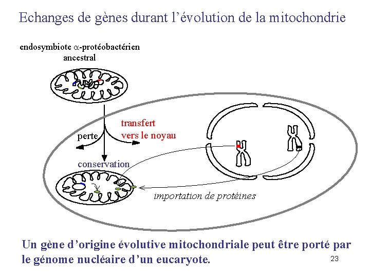 Echanges de gènes durant l’évolution de la mitochondrie endosymbiote -protéobactérien ancestral perte transfert vers