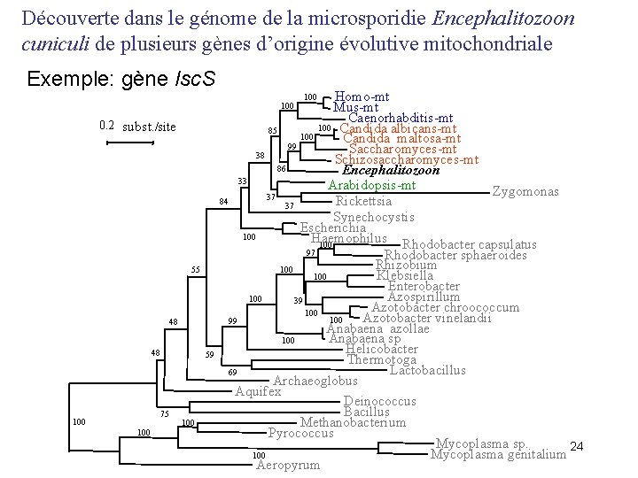 Découverte dans le génome de la microsporidie Encephalitozoon cuniculi de plusieurs gènes d’origine évolutive