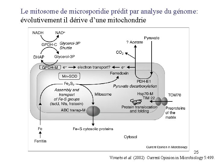 Le mitosome de microsporidie prédit par analyse du génome: évolutivement il dérive d’une mitochondrie