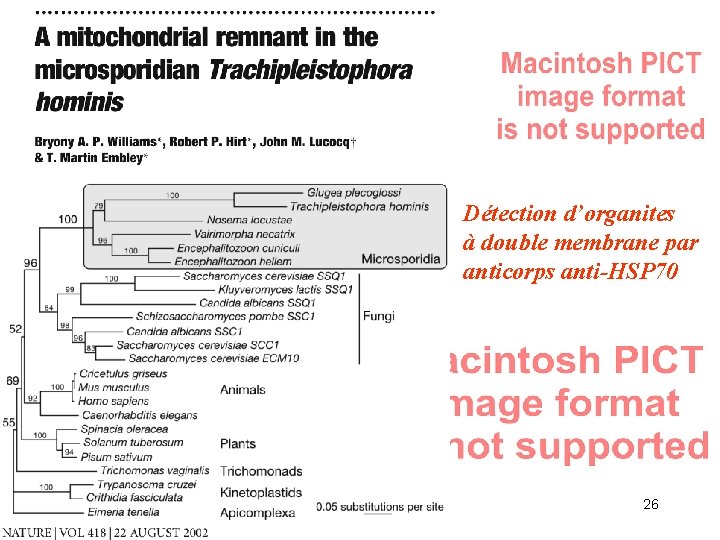 Détection d’organites à double membrane par anticorps anti-HSP 70 26 