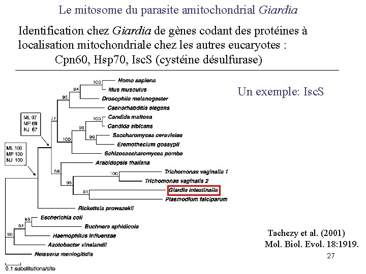 Le mitosome du parasite amitochondrial Giardia Identification chez Giardia de gènes codant des protéines