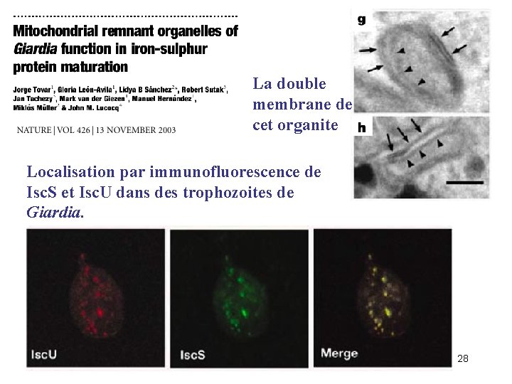 La double membrane de cet organite Localisation par immunofluorescence de Isc. S et Isc.