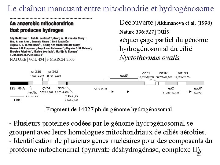 Le chaînon manquant entre mitochondrie et hydrogénosome Découverte [Akhmanova et al. (1998) Nature 396: