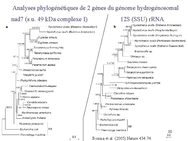 Analyses phylogénétiques de 2 gènes du génome hydrogénosomal nad 7 (s. u. 49 k.