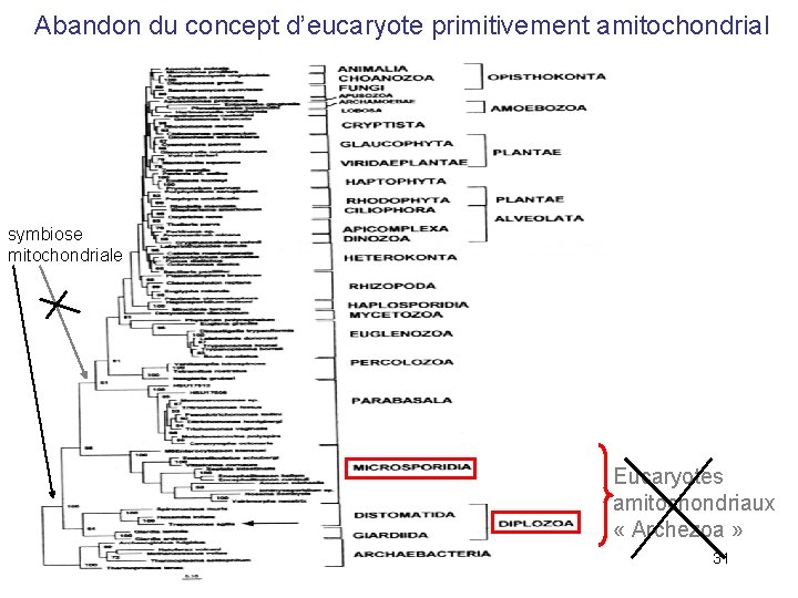 Abandon du concept d’eucaryote primitivement amitochondrial symbiose mitochondriale Eucaryotes amitochondriaux « Archezoa » 31